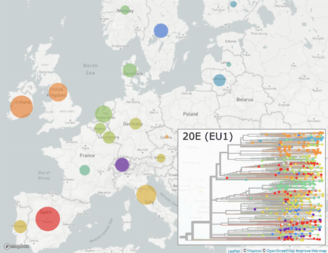 Figure legend: The new SARS-CoV-2 variant 20E (EU1) has spread widely across Europe. The diameter of the circles shows the number of sequences (color-coded by country). Spain is shown in red, and Switzerland in purple. Bottom right: The corresponding “family tree” of sequences of the new variant (color-coded by country) indicates that 20E (EU1) traveled between countries multiple times. (Visualization: Nextstrain, Mapbox, OpenStreetMap)