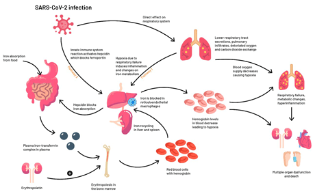 iron and anemia biomarkers graphic illustration